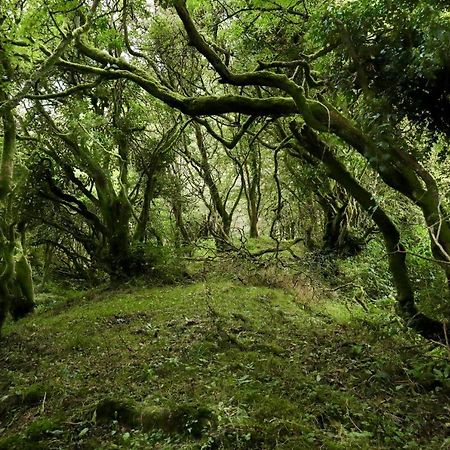 Edmondstown House Konuk evi Ballaghaderreen Dış mekan fotoğraf